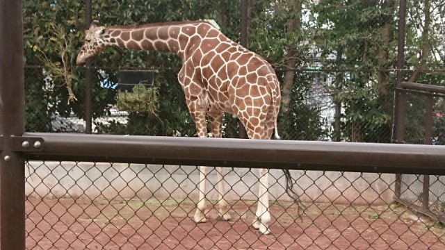 タヌキは英語で 意外と知らない動物の英語32選 哺乳類編 30歳から始める英語学習 Smilenotes