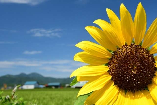 ひまわりの英語は 意外と知らない植物の英語11選 夏が見頃の植物 30歳から始める英語学習 Smilenotes